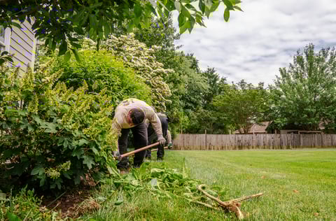 Lawn-maintenace-bed-cleanup-3