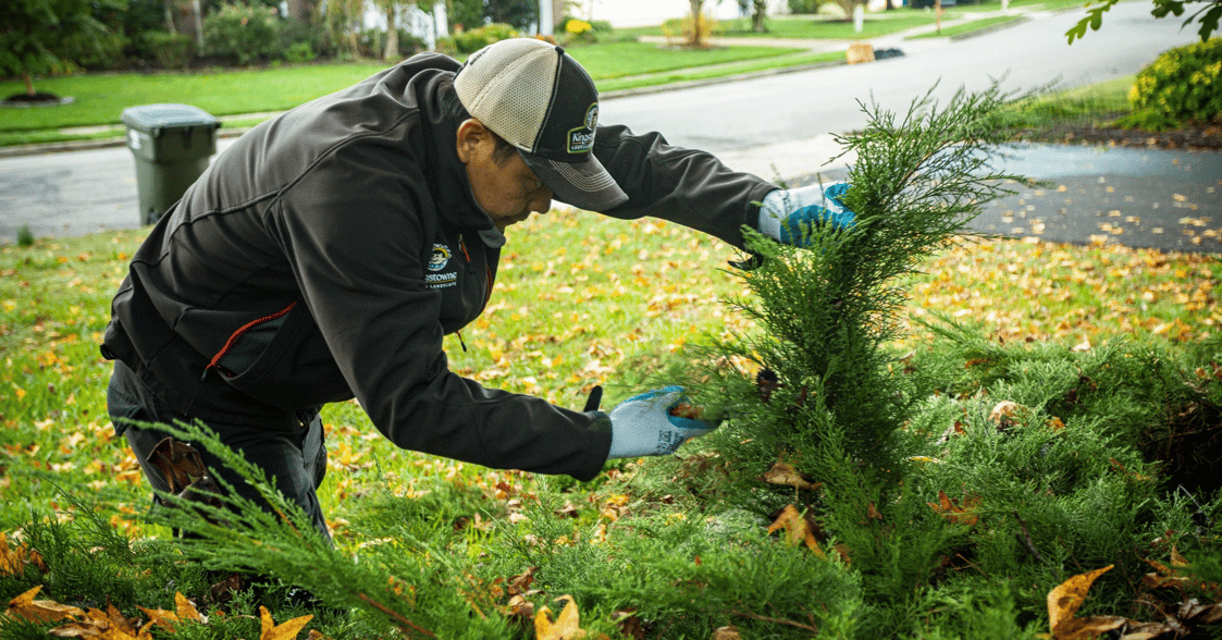 Pruning