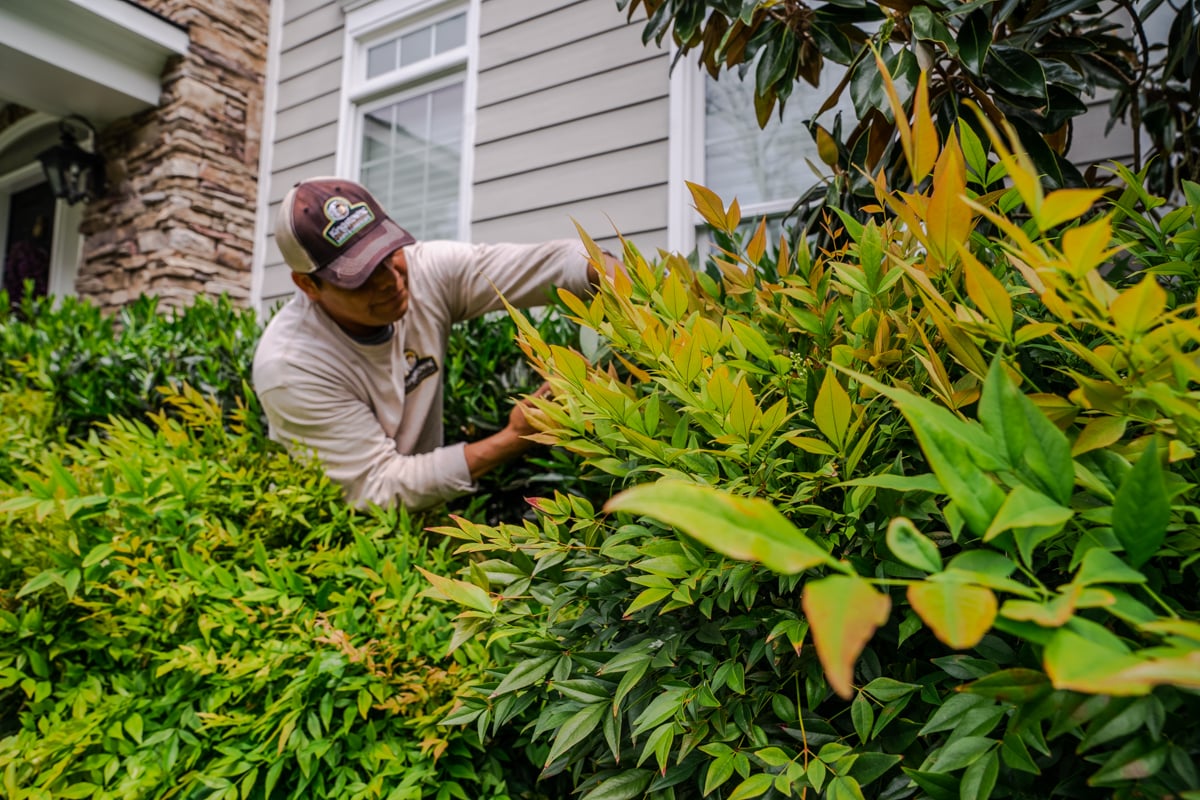 Summer Pruning: Plant Identification & Pruning Techniques for Safe Warm ...