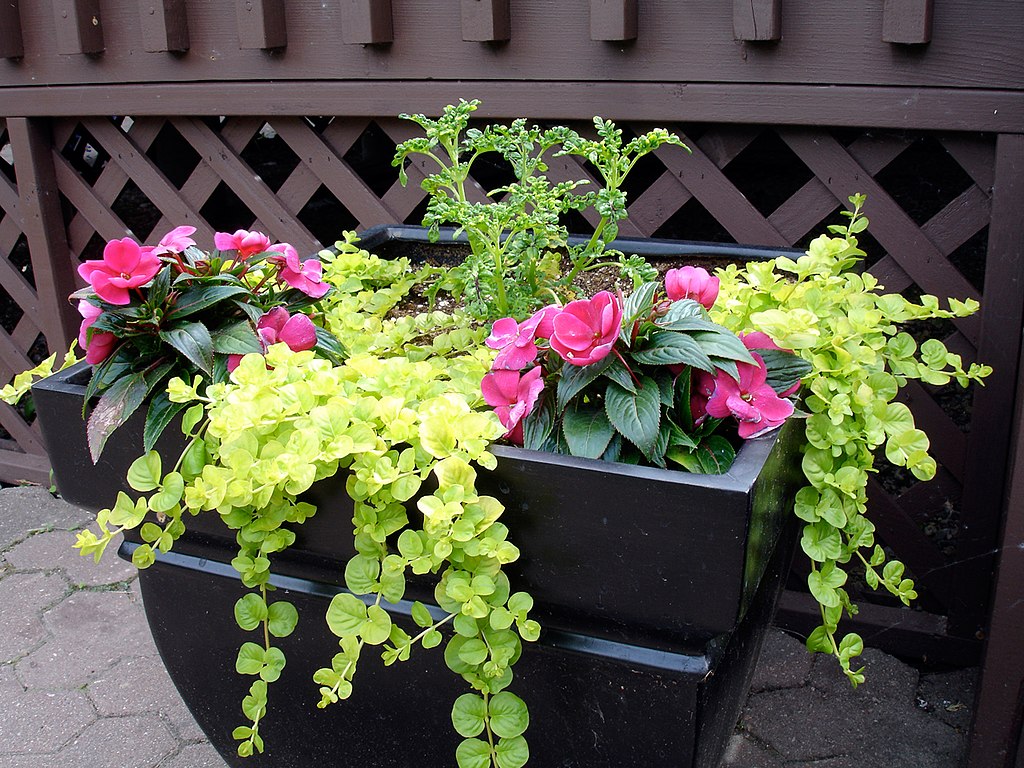 container plants with annuals