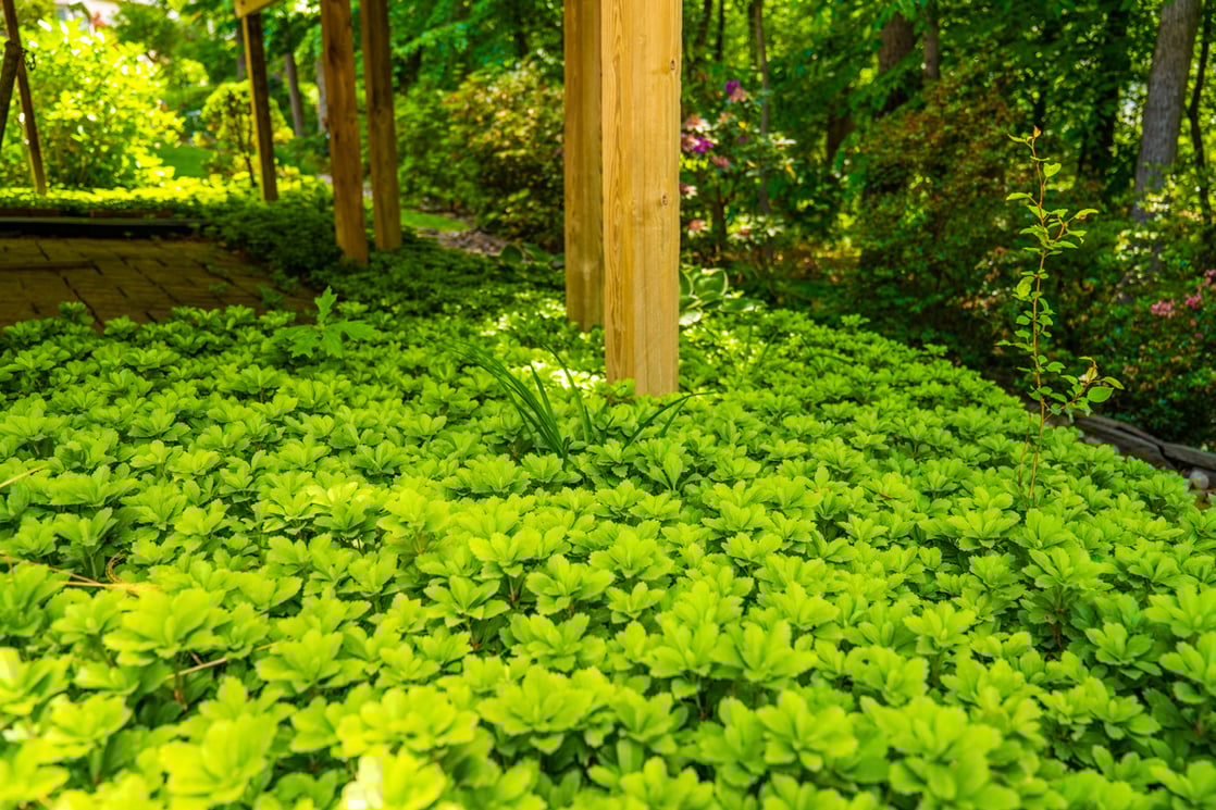 groundcover landscaping planting 2