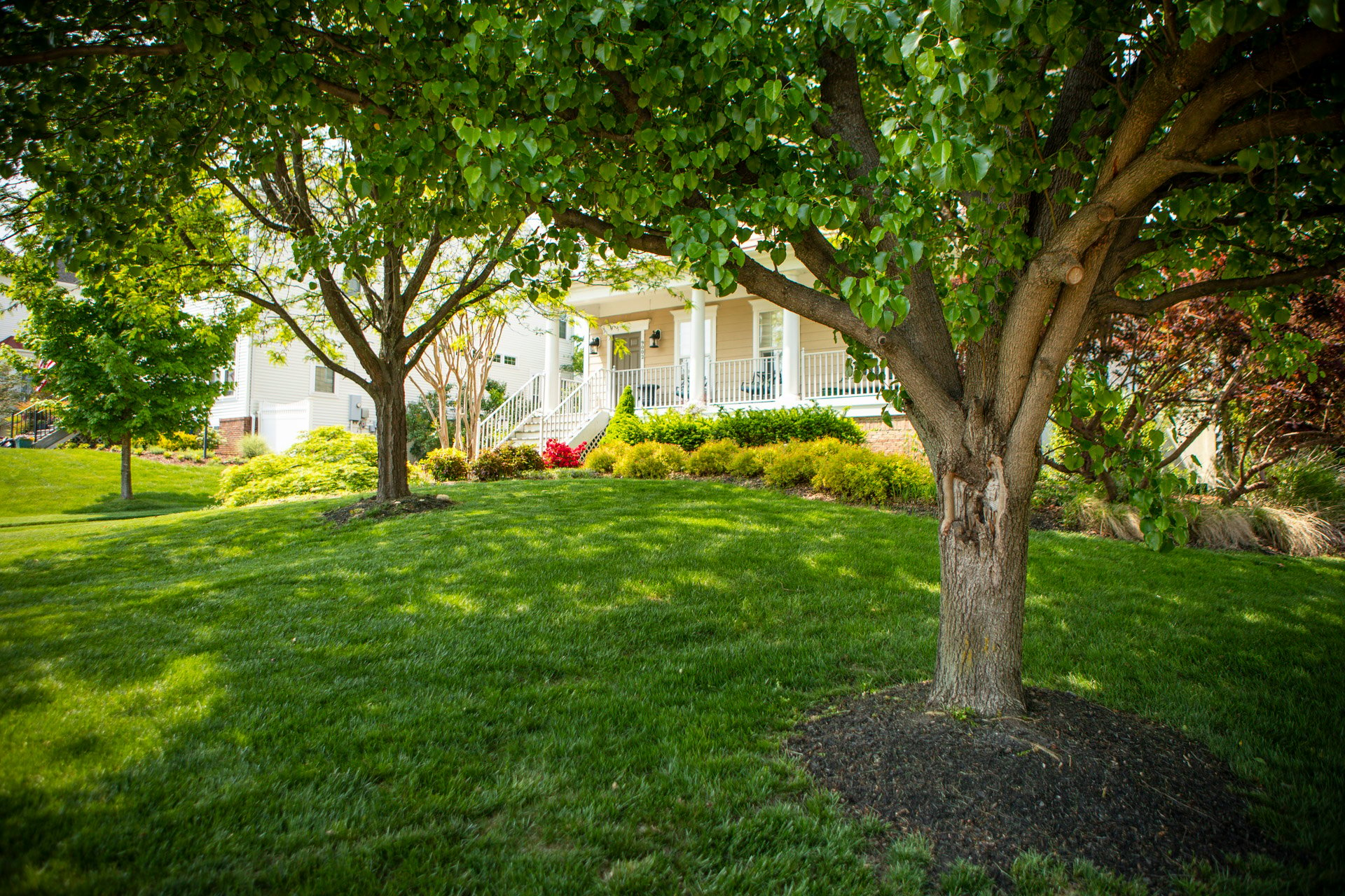 residential landscape with lawn shade trees and planting beds