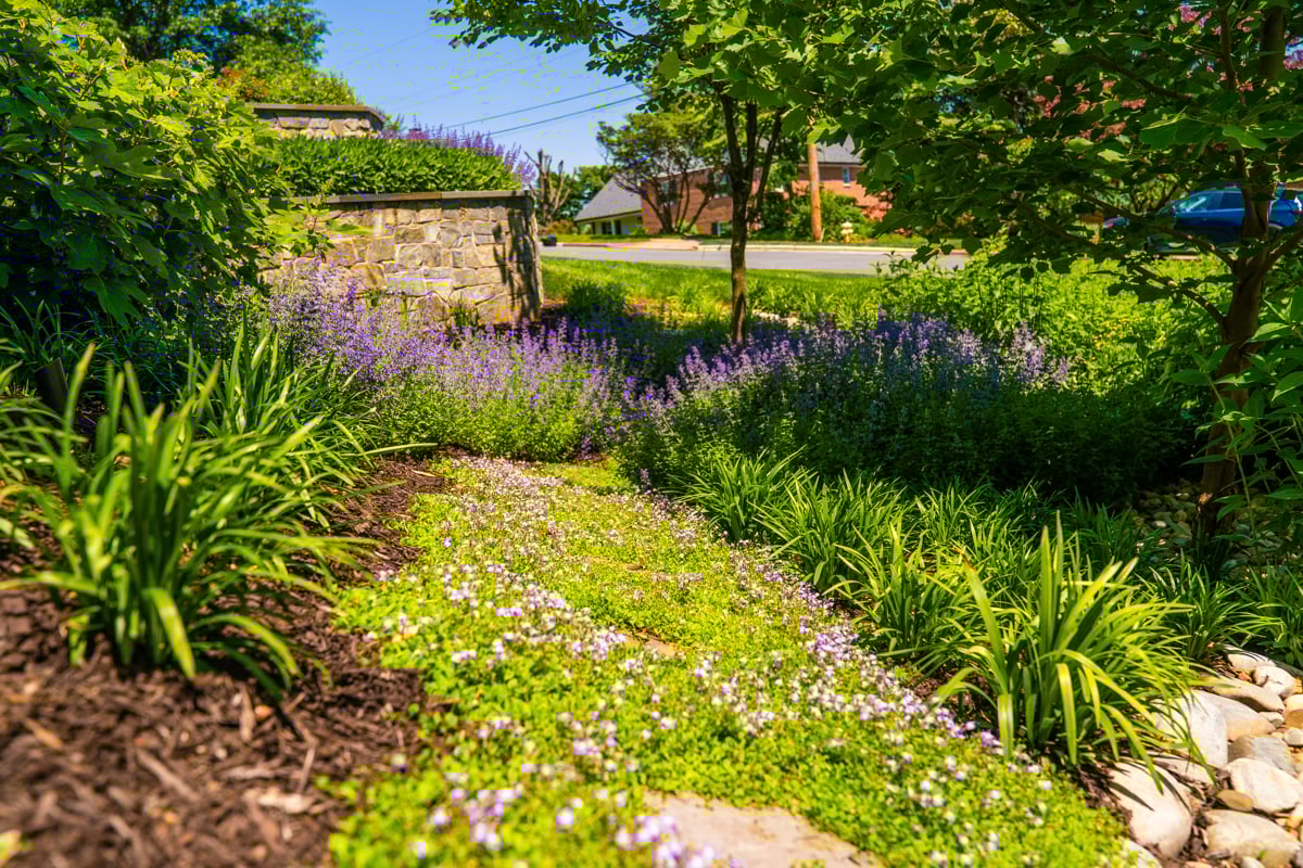 landscaping planting grass 1