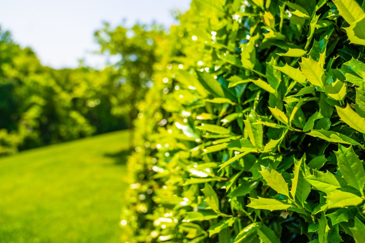 landscaping planting holly hollies 9