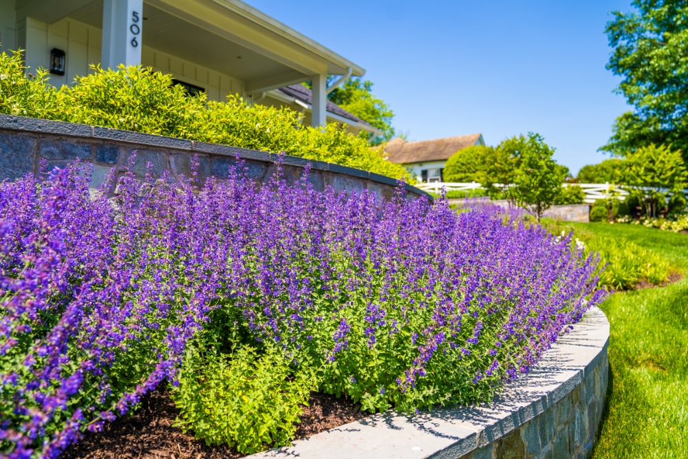raised landscape planting bed with flowering perennials
