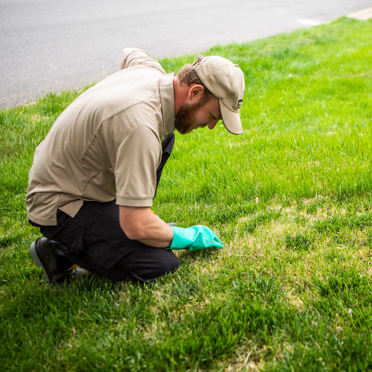 lawn care expert inspects grass