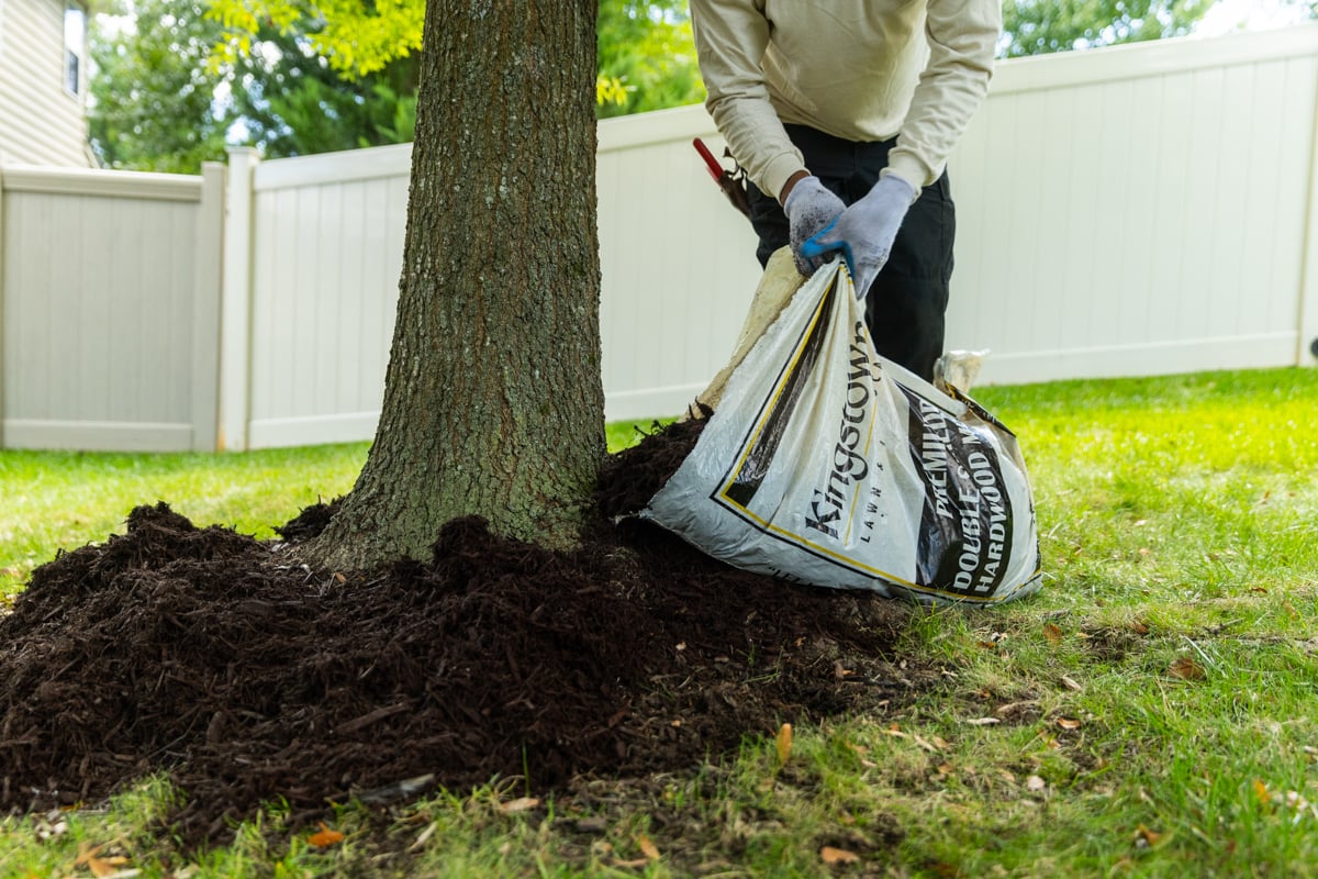 maintenance crew mulch tree ring fall cleanup 4
