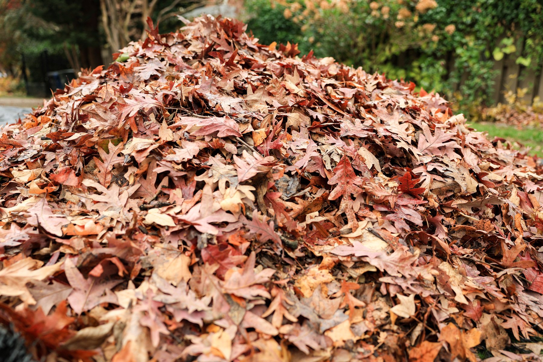 maintenance leaves fall cleanup dormant 3