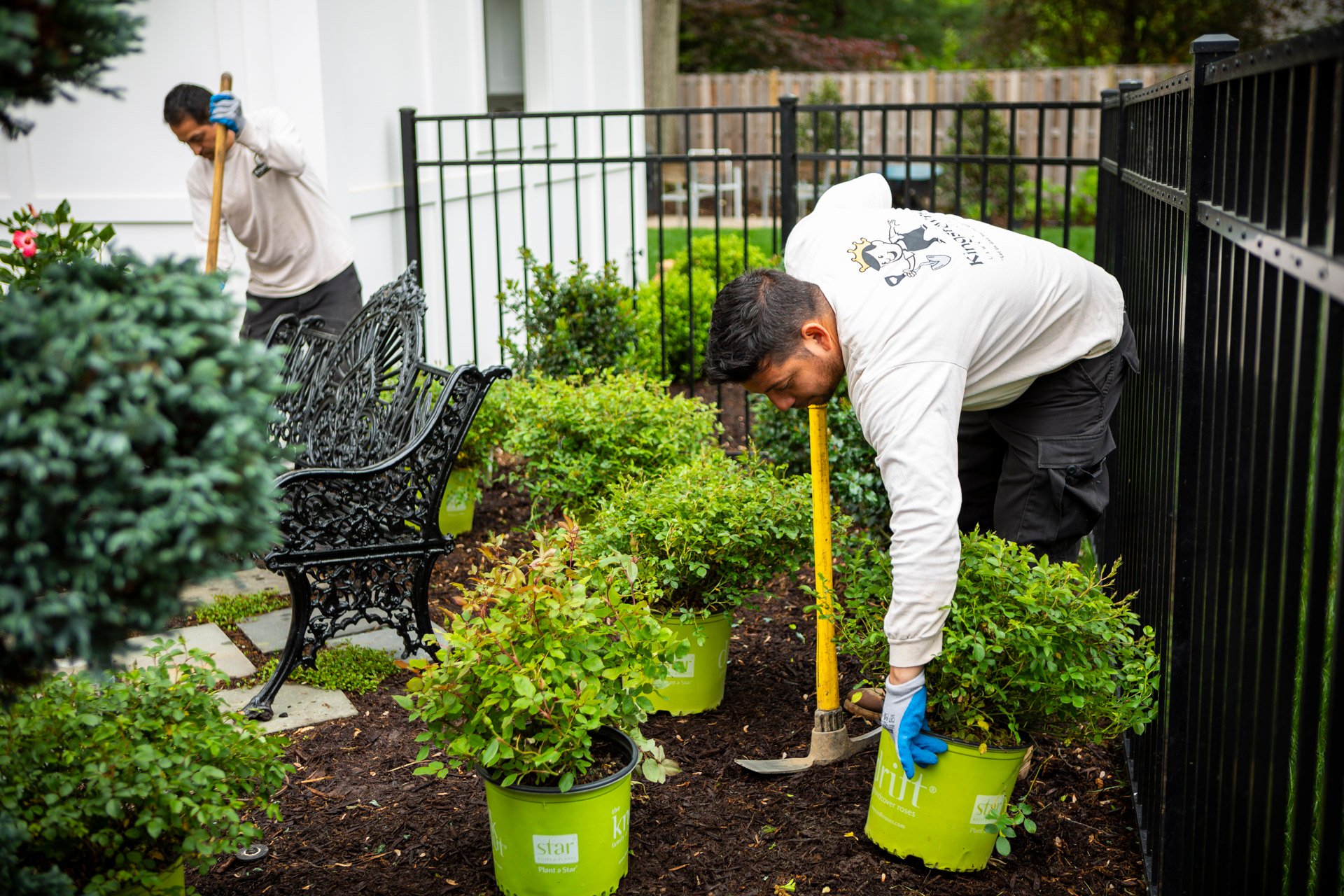landscape installation technicians installing new shrubs in a border planting bed