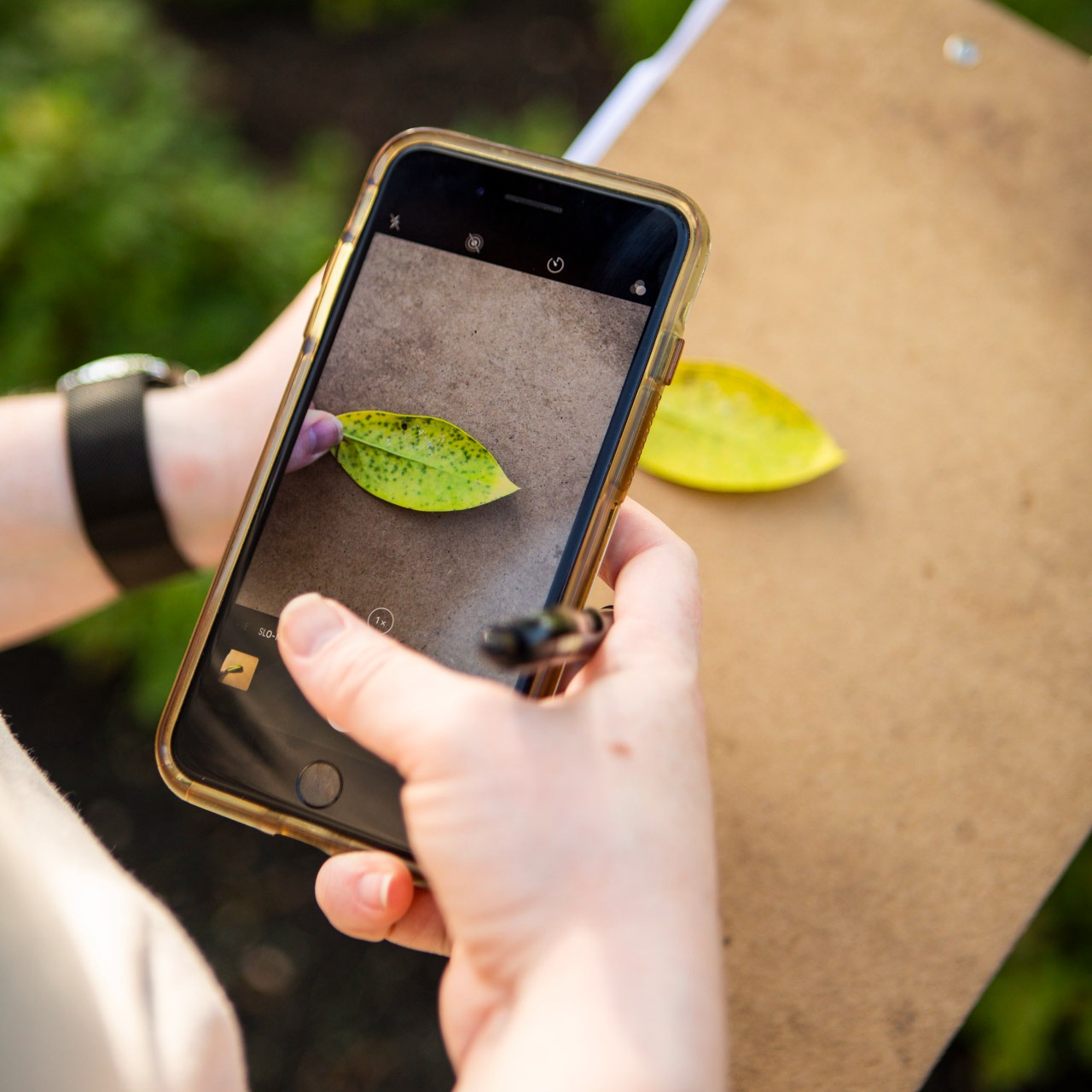 plant health care account manager reviewing a leaf for signs of plant disease