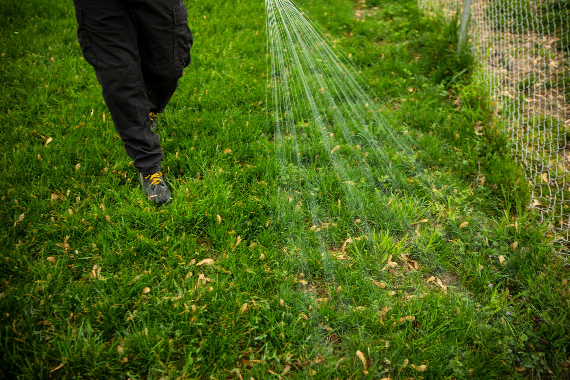 spraying-lawn-grass-weeds