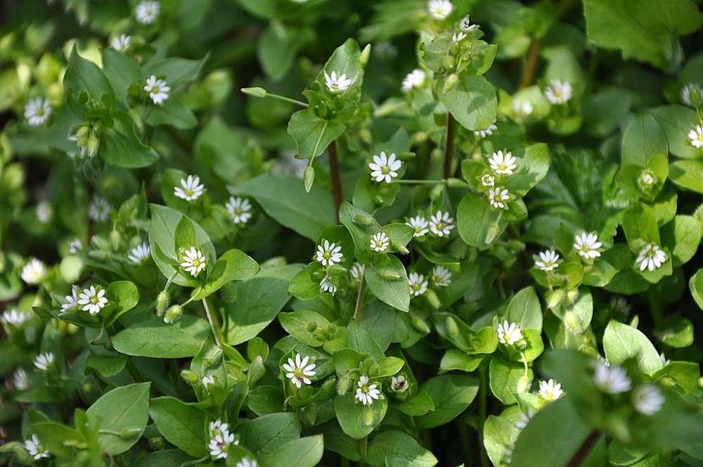 Weed Control Needed Early to Beat Weeds - Virginia Green