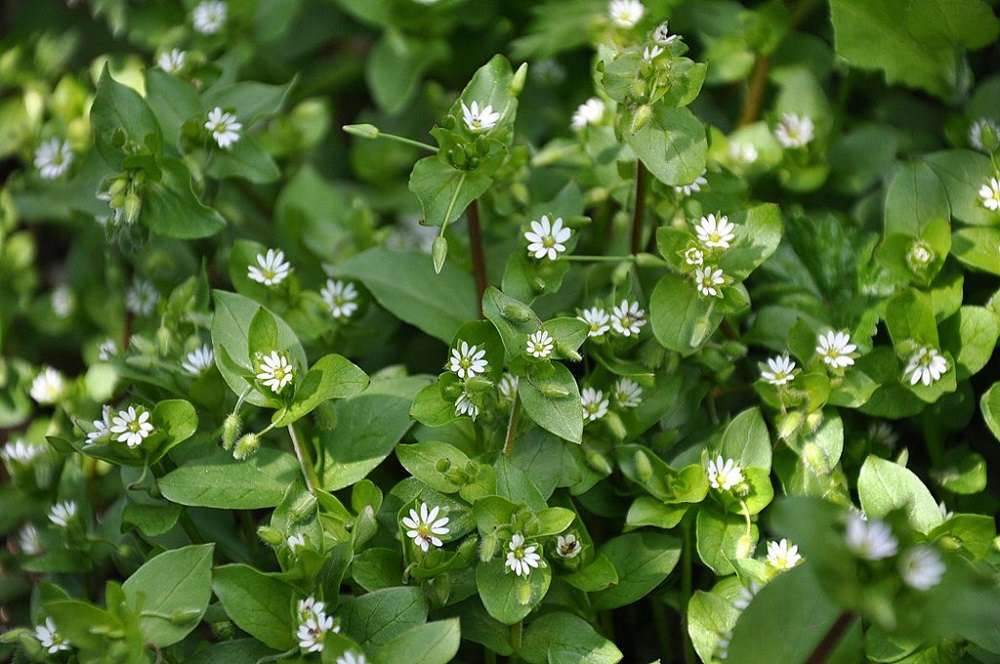 common chickweed in lawn