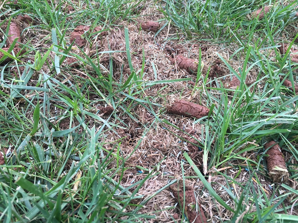 core aeration plugs in lawn