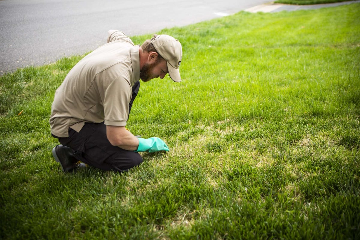 lawn care team member inspects grass with lawn disease