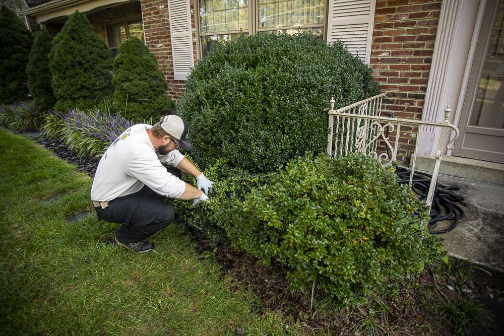 landscaping technician inspecting shrub