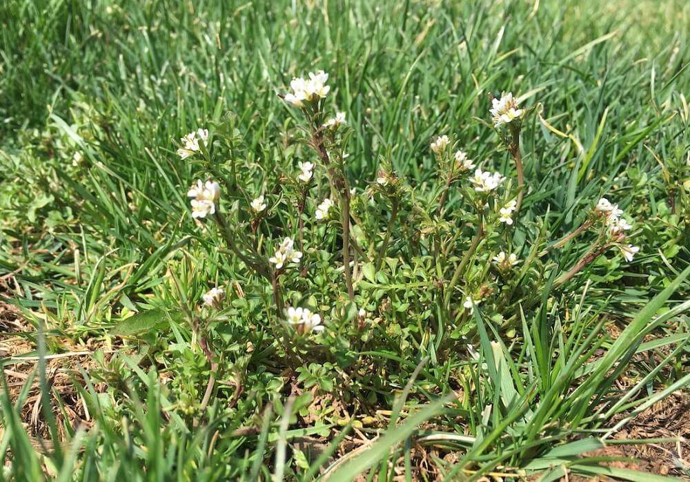 hairy bittercress weed in lawn