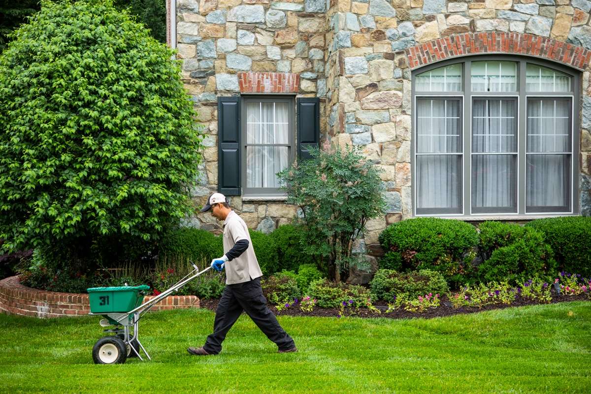 lawn care team fertilizing lawn with walk behind spreader