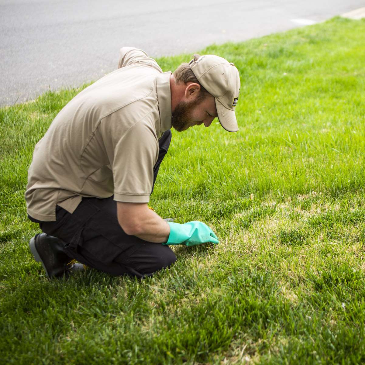 lawn care tech inspecting disease in grass