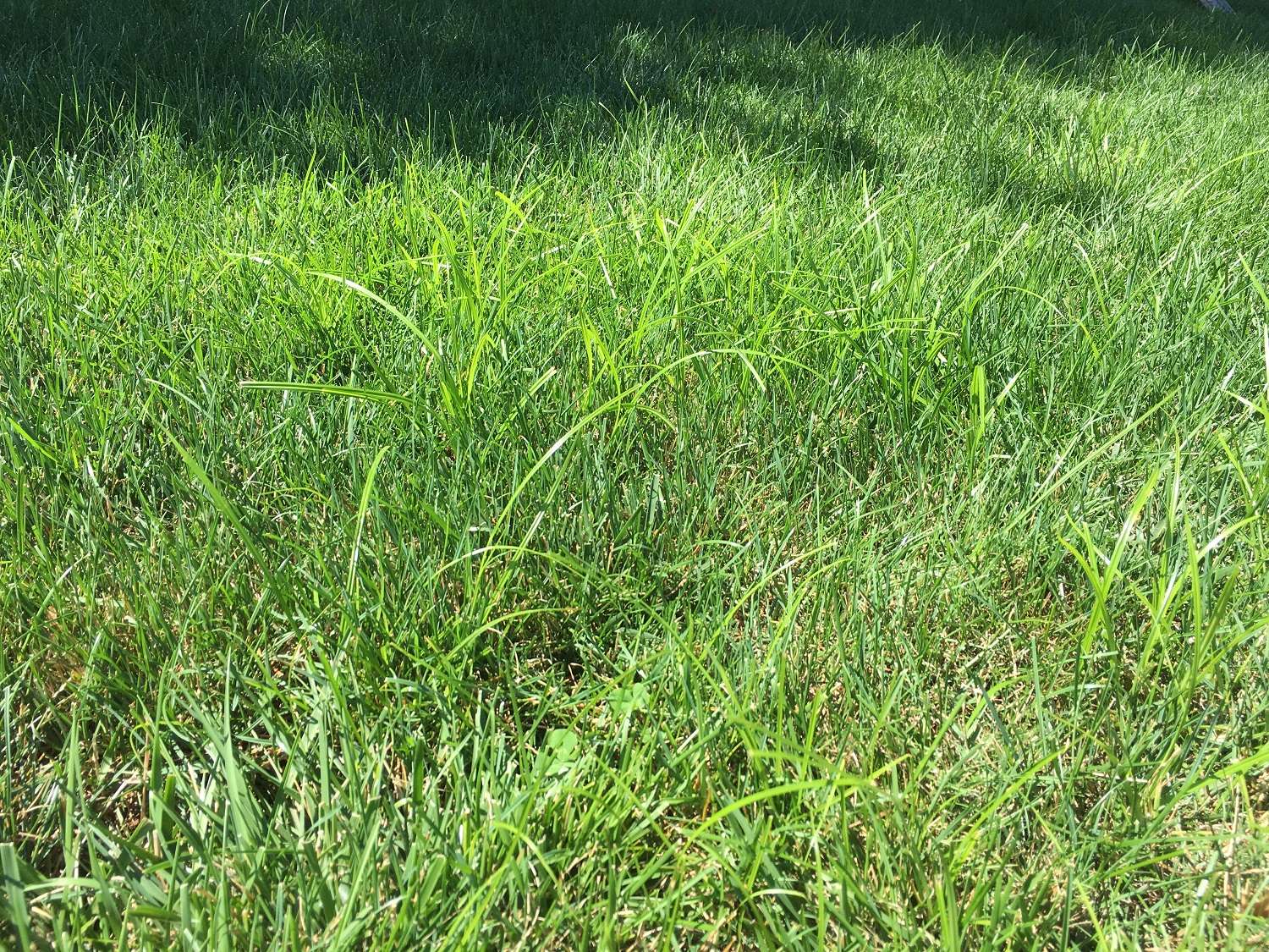 Nutsedge weed in grass