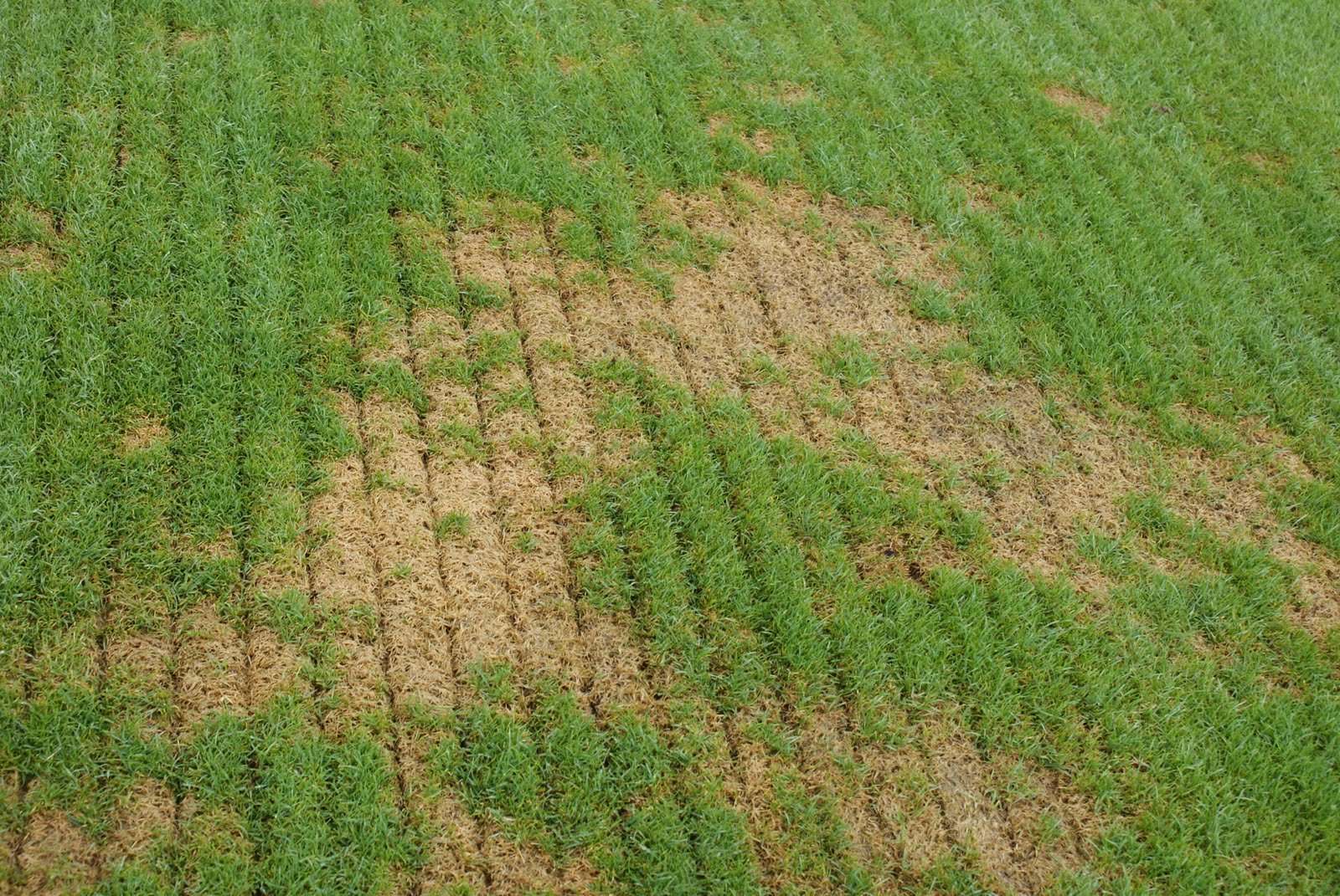 lawn after power seeding