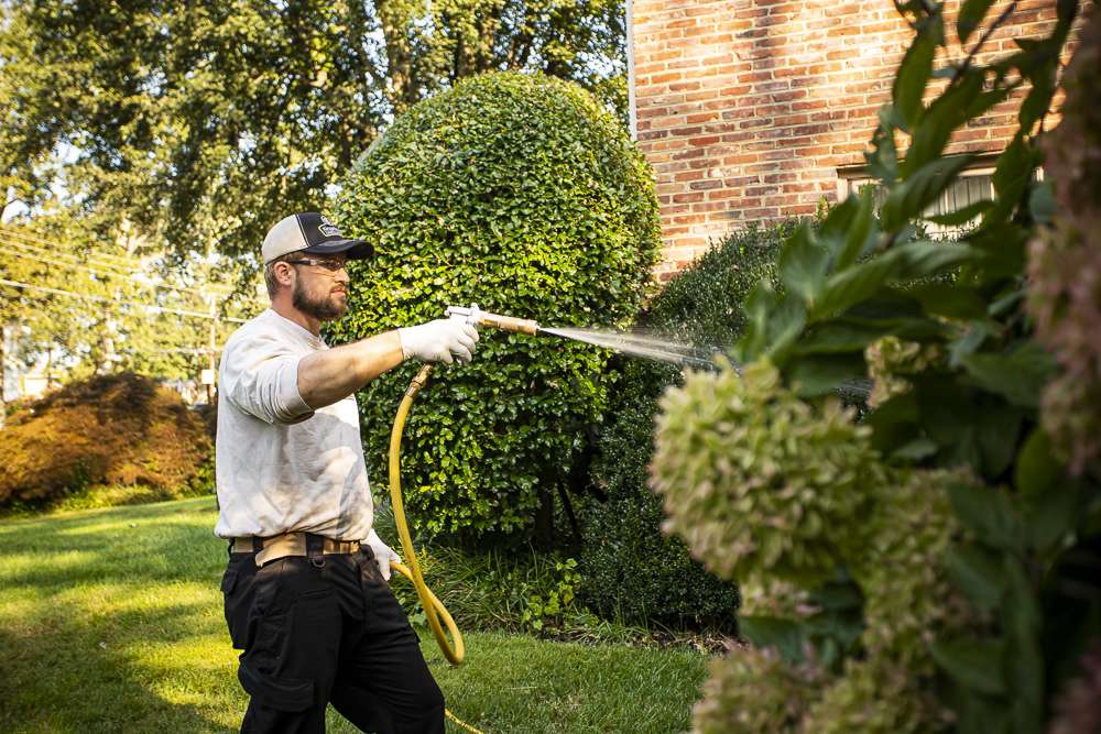 tree spraying service alexandria arlington springfield va