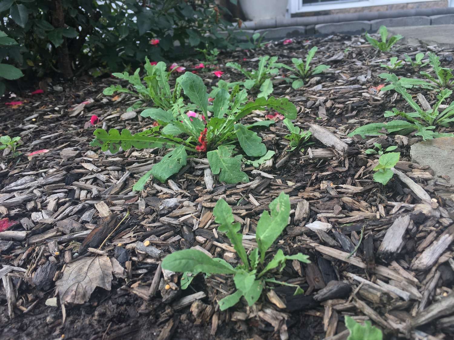 weeds-in-mulch