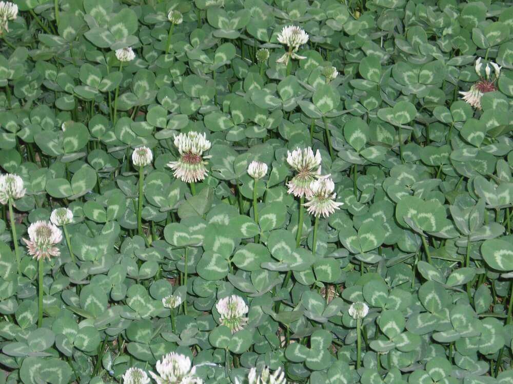 white clover lawn weed