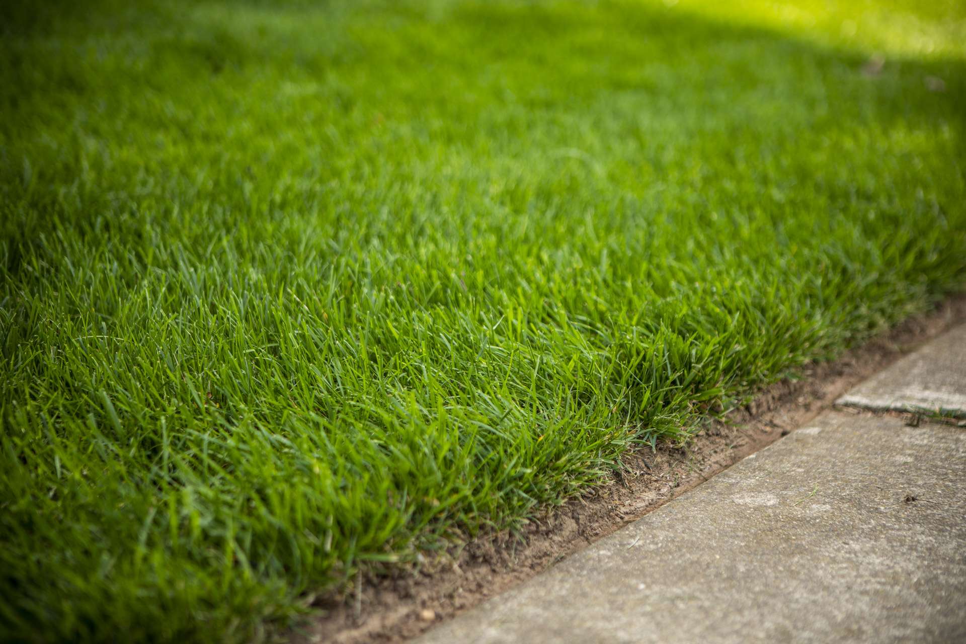 healthy grass near sidewalk 