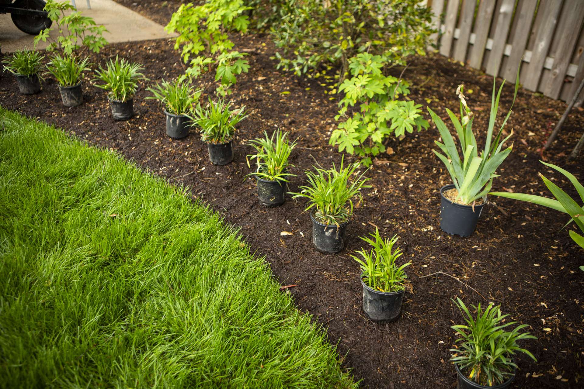 Plants and flowers being planted in summer Northern Virginia