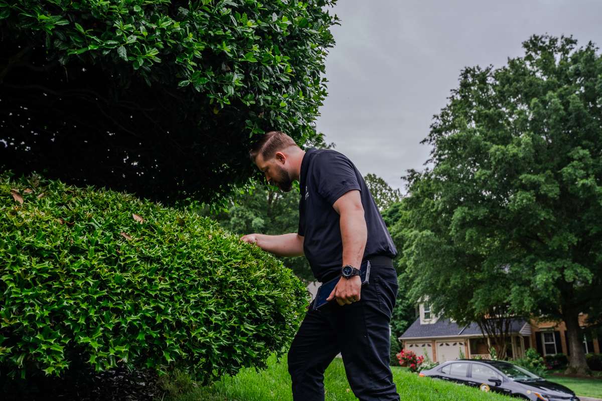 plant care expert inspects shrub