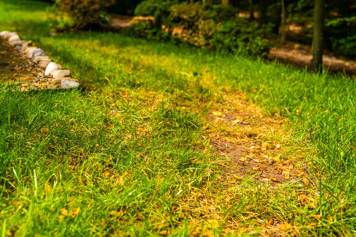 a brown, damaged lawn in a northern virginia landscape