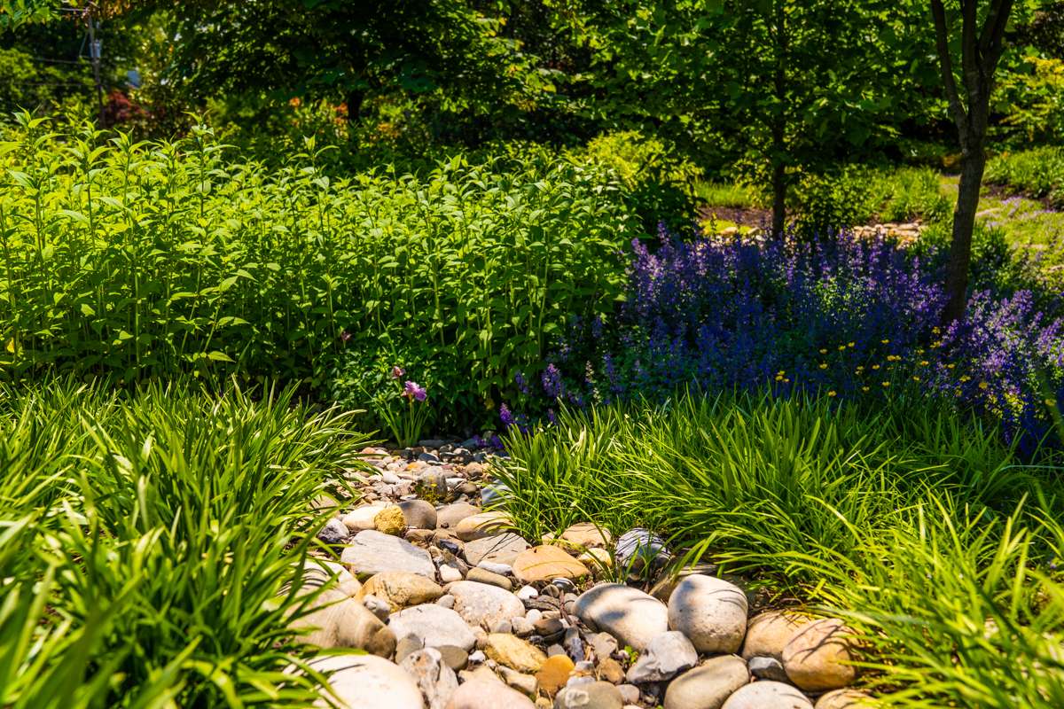 dry creek or rain garden planting in northern virginia landscape