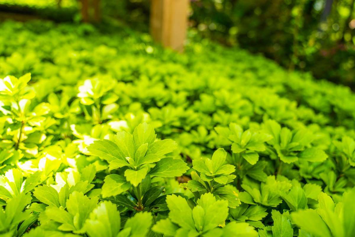pachysandra groundcover in a northern virginia landscape