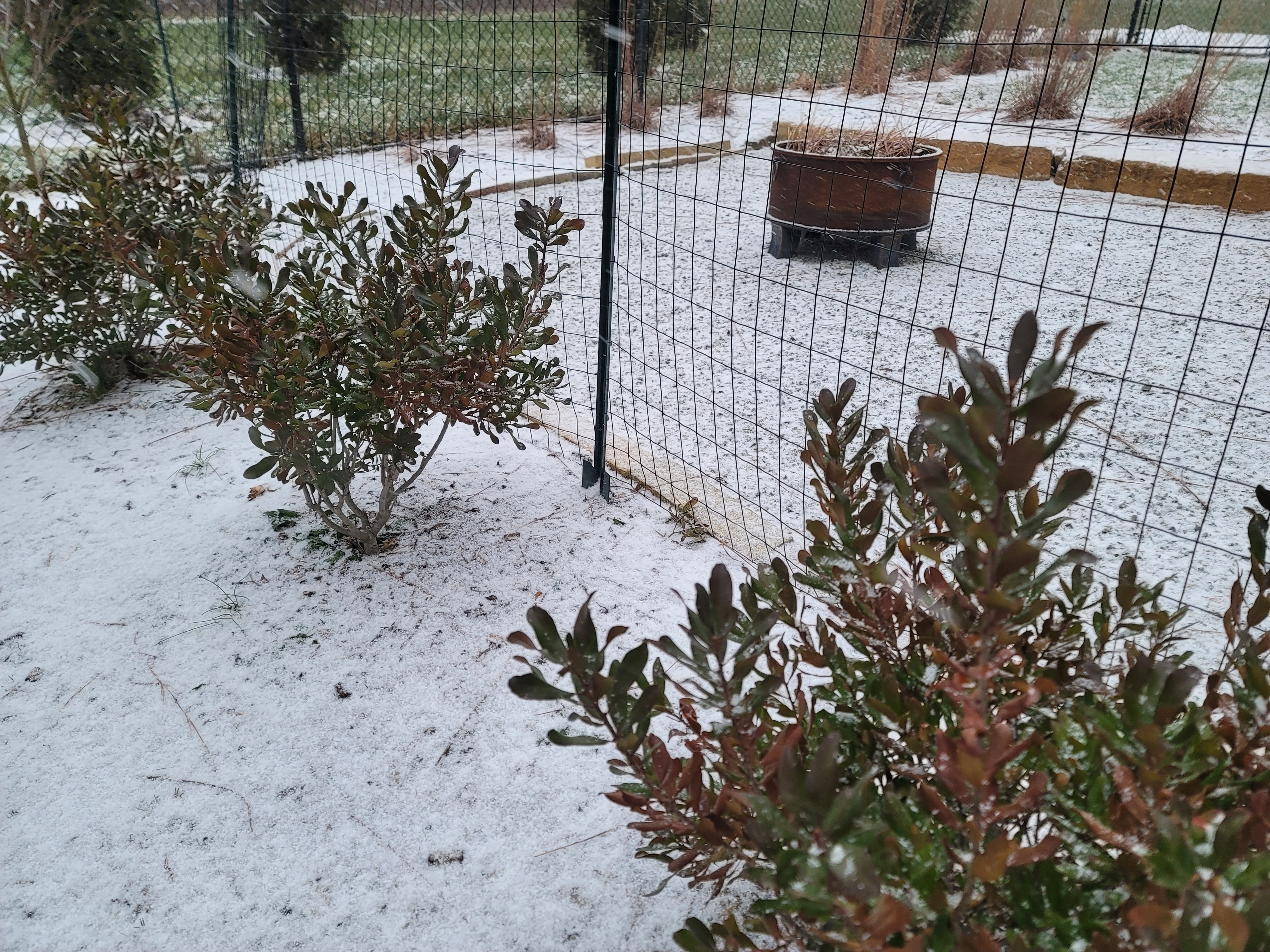 shrubs in winter with deer fence and snow
