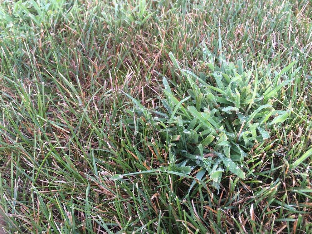 Crabgrass control