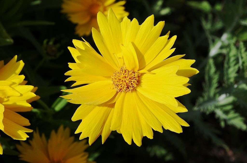 drought-tolerant coreopsis flower