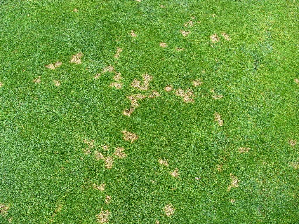 dollar spot lawn fungus