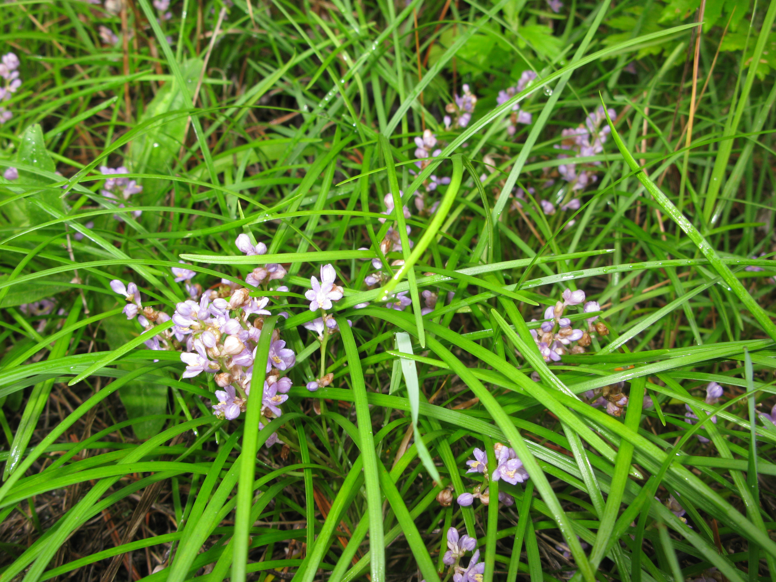 Liriope CC