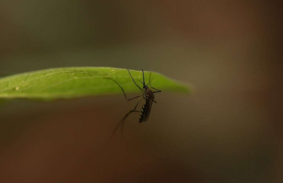 Mosquito on leaf with pest control