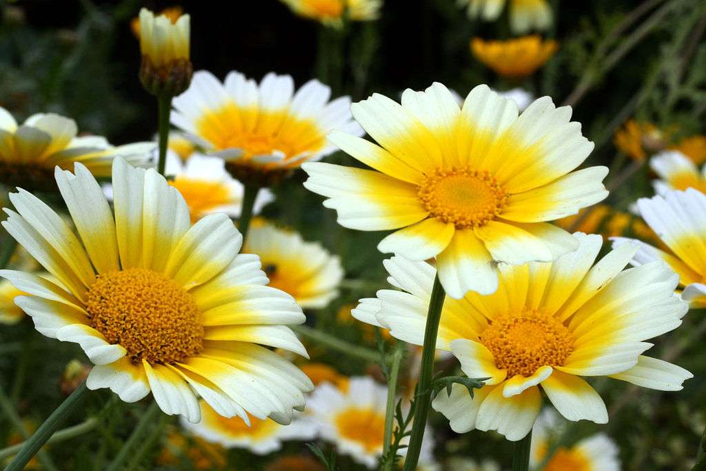 Yellow and white chrysanthemum