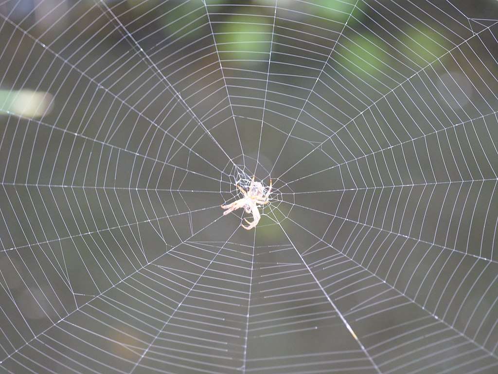 Spider web on house exterior