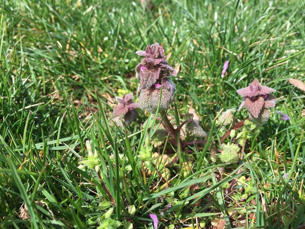 Henbit lawn weed in northern Virginia