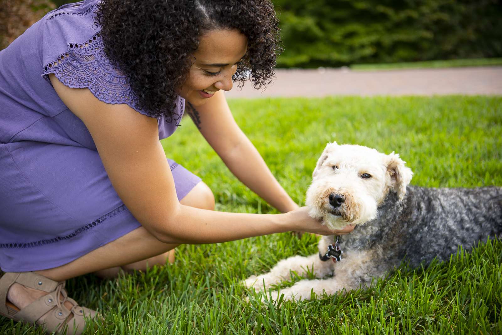 Dog in lawn with flea and tick treatment