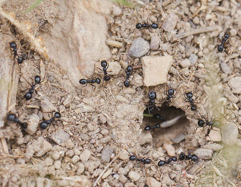 Ants in dirt in Virginia