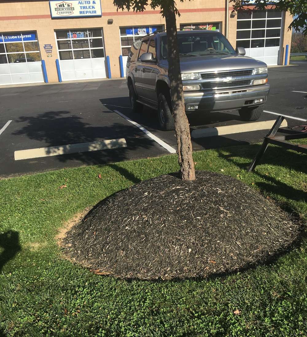 Mulch volcano around tree