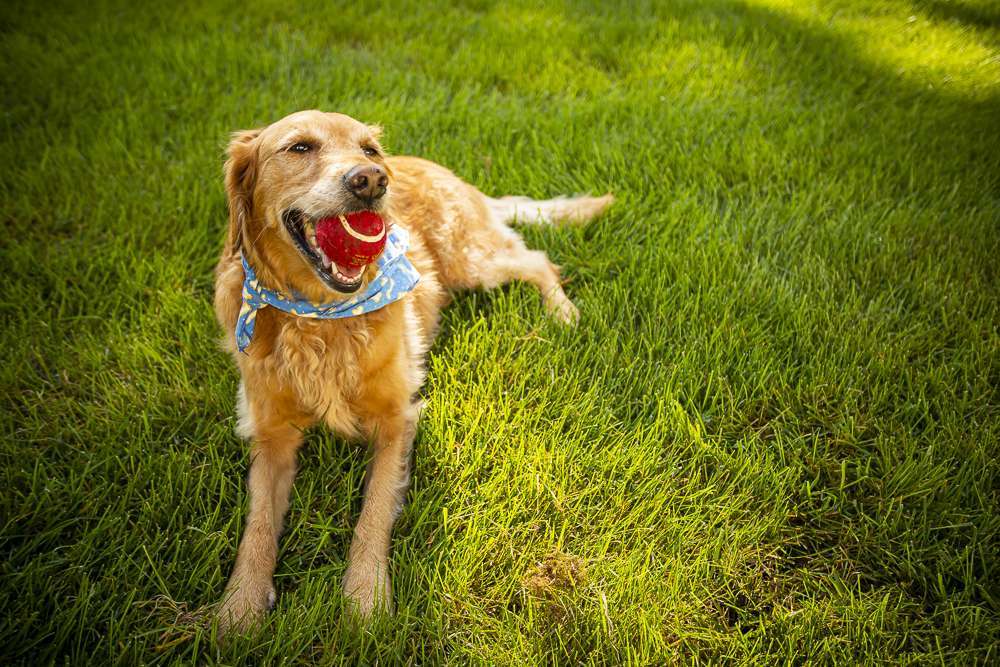 Dog playing ball in lawn