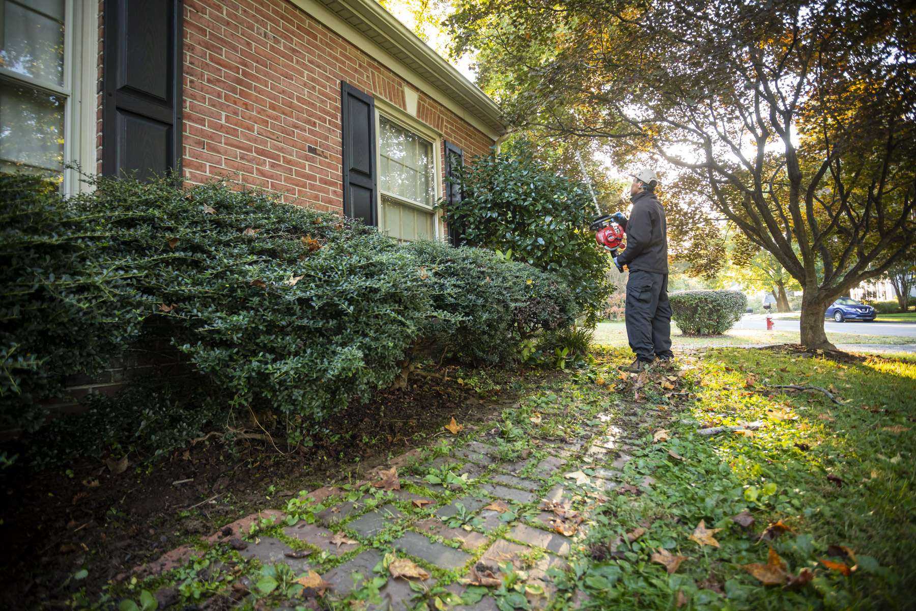 Pruning shrubs