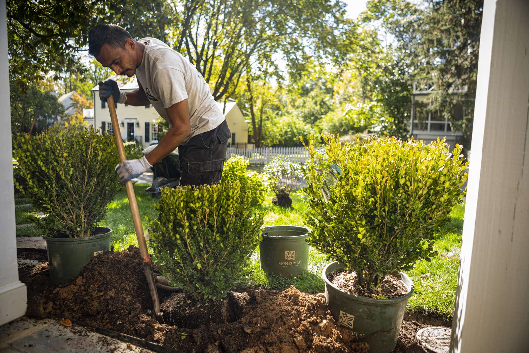 landscape installation technician installing boxwood shrubs in a northern virginia planting bed