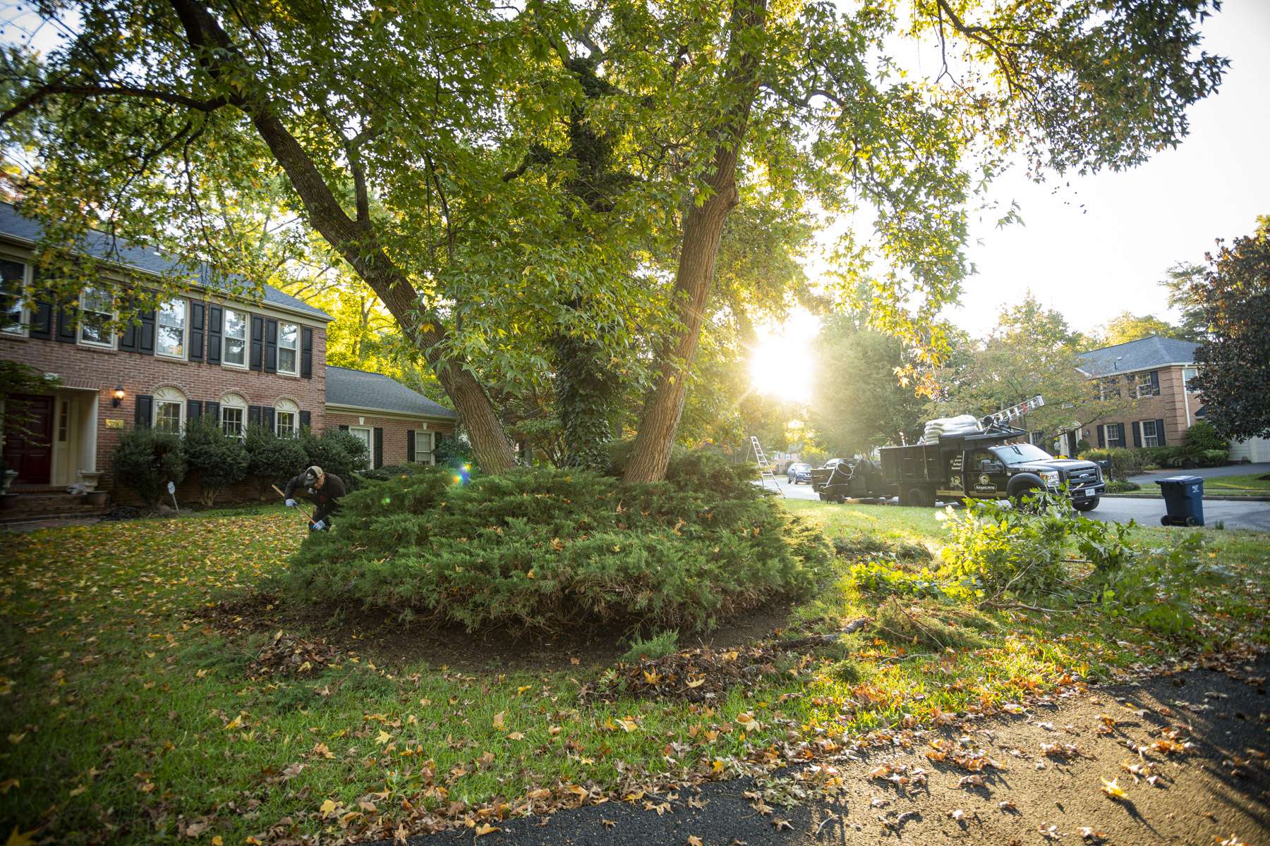 a landscaped front yard with a large shade tree, groundcover planting bed and fallen leaves